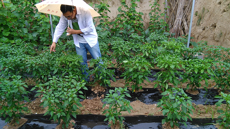 Pharmacodynamic Test of 4% Gibberellic Acid EC on Pepper(圖2)