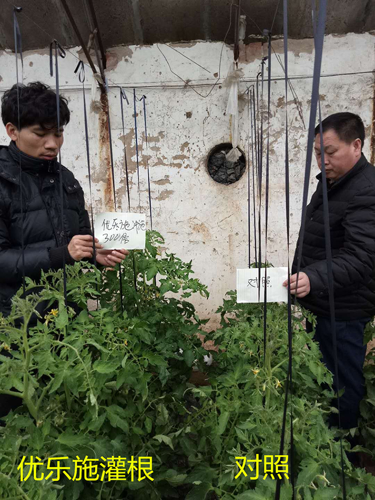 優(yōu)樂(lè)施沖施配方在冬季大棚番茄（開(kāi)花坐果期）上的肥效試驗(yàn)(圖1)