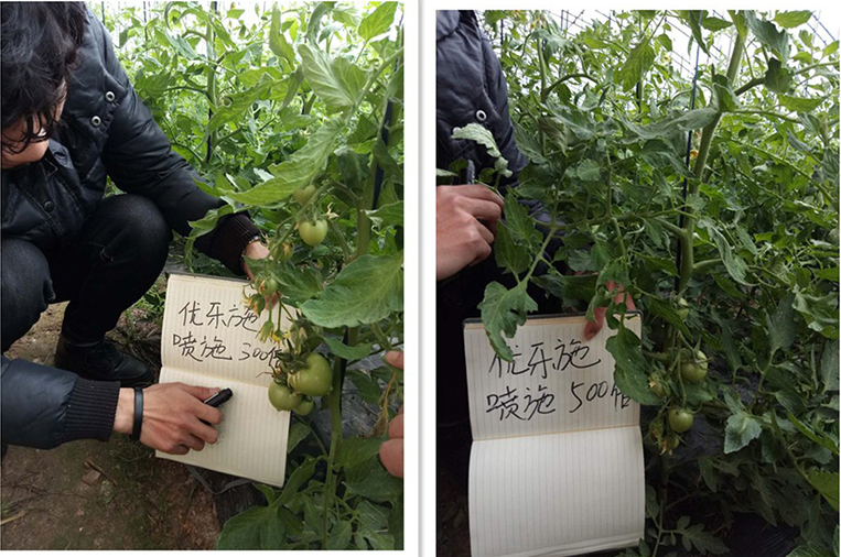 優(yōu)樂(lè)施沖施配方在冬季大棚番茄（開(kāi)花坐果期）上的肥效試驗(yàn)(圖2)