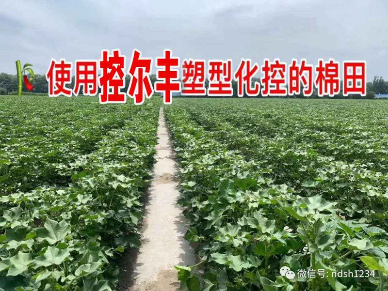 棉花用了控爾豐，控旺增產(chǎn)真輕松(圖5)