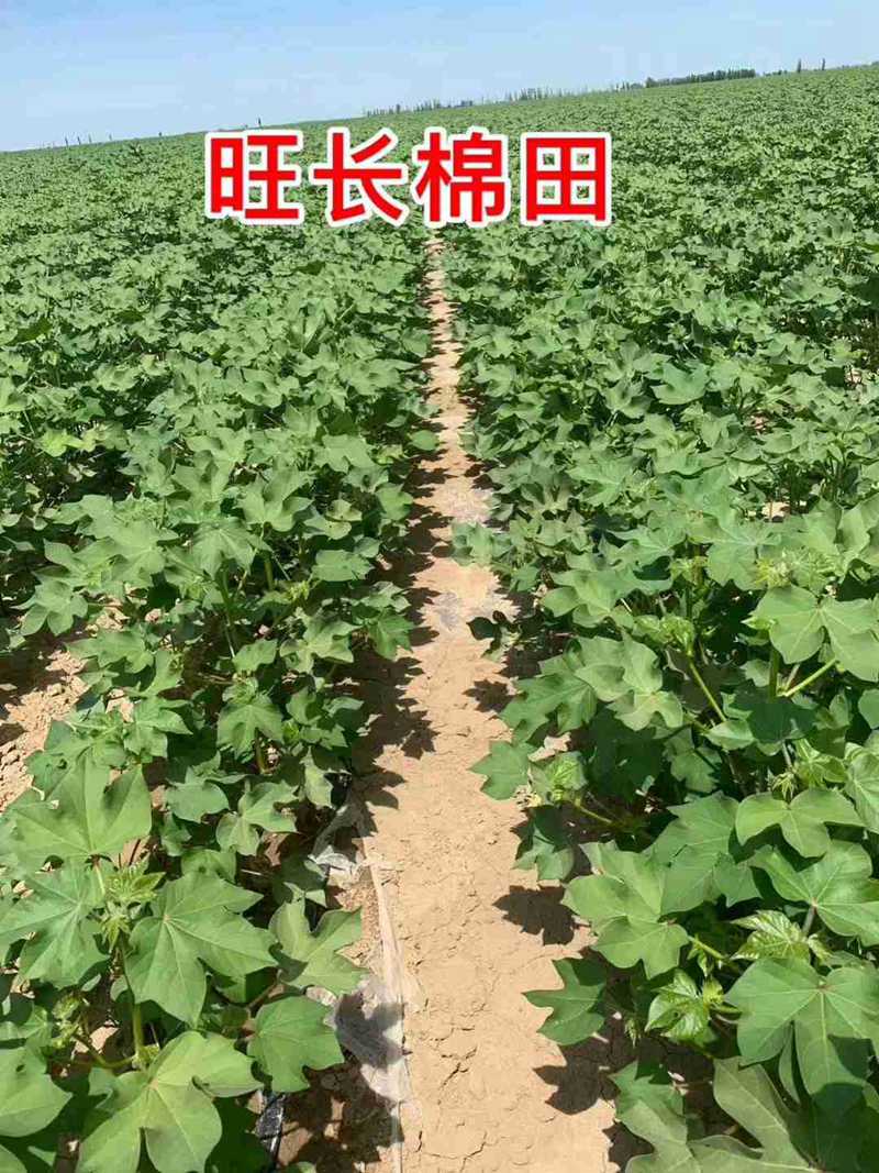 棉花用了控爾豐，控旺增產(chǎn)真輕松(圖6)