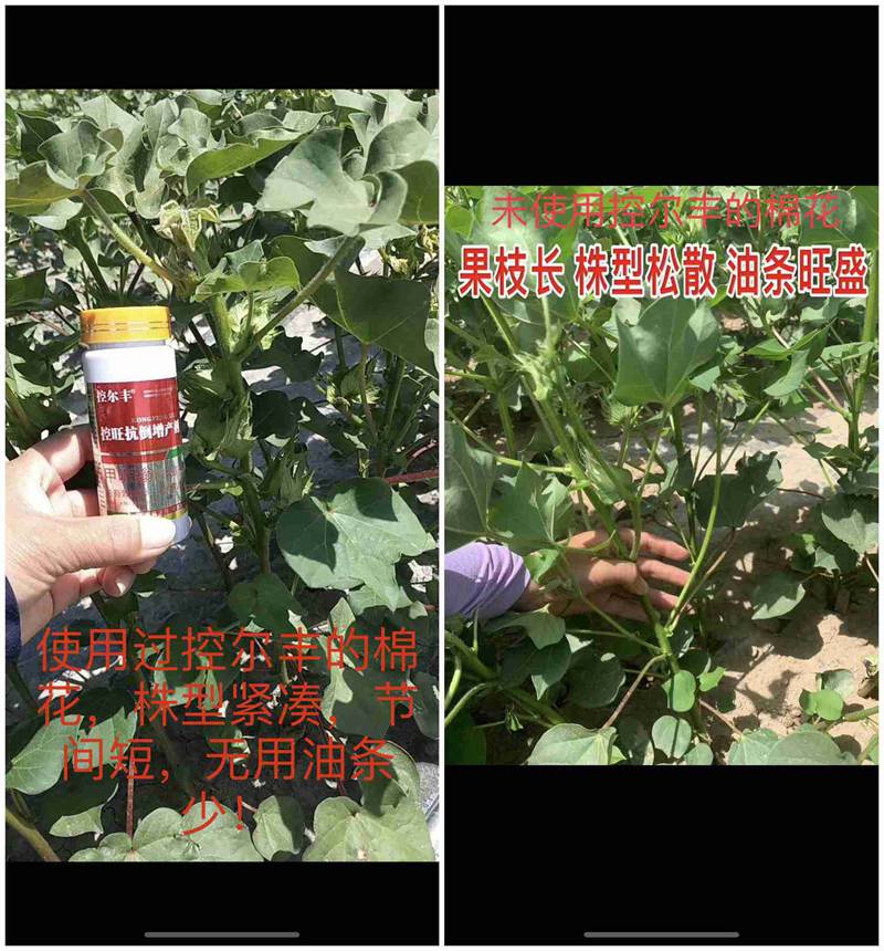 棉花用了控爾豐，控旺增產(chǎn)真輕松(圖7)