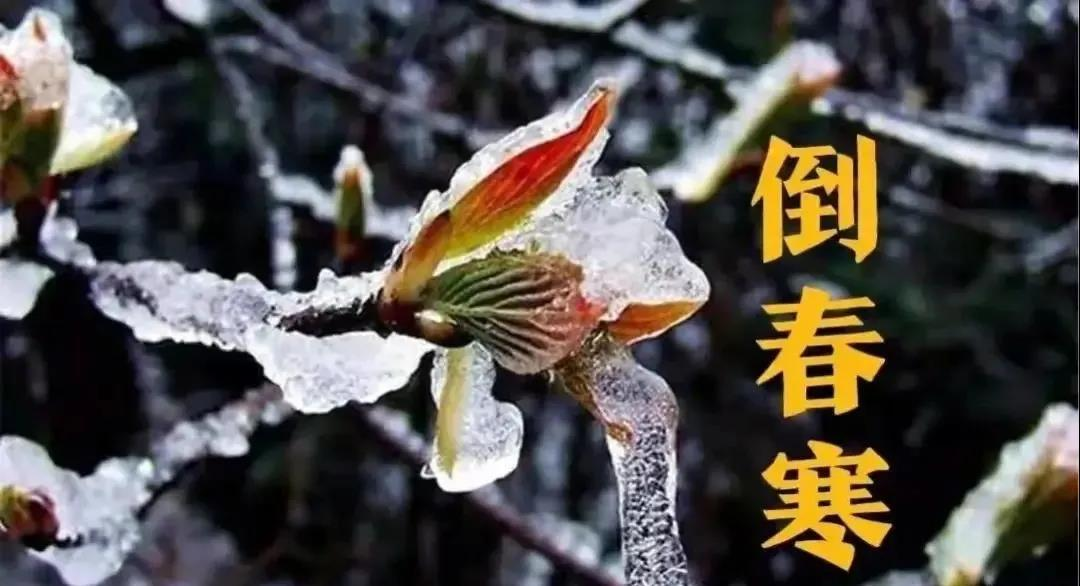 預(yù)防倒春寒，植物生長(zhǎng)調(diào)節(jié)劑有大用！(圖1)