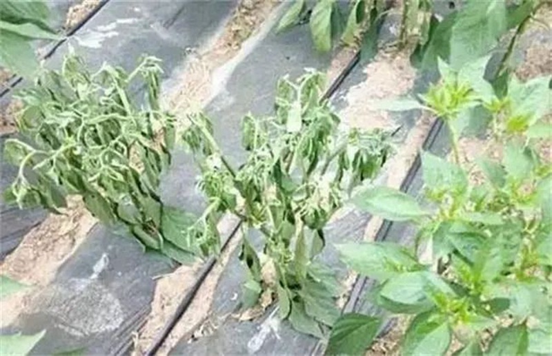 蔬菜死棵一年比一年重，到底能不能重茬？(圖1)