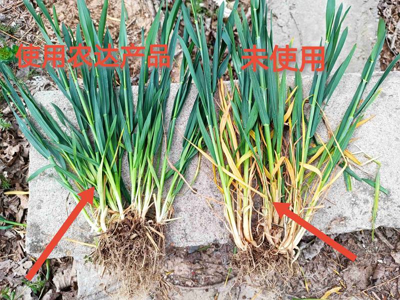 深入田間，探究效果---卑詩?壯在小麥上的效果回訪(圖2)