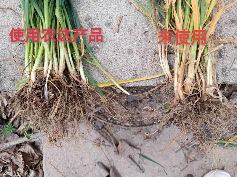 深入田間，探究效果---卑詩?壯在小麥上的效果回訪(圖3)