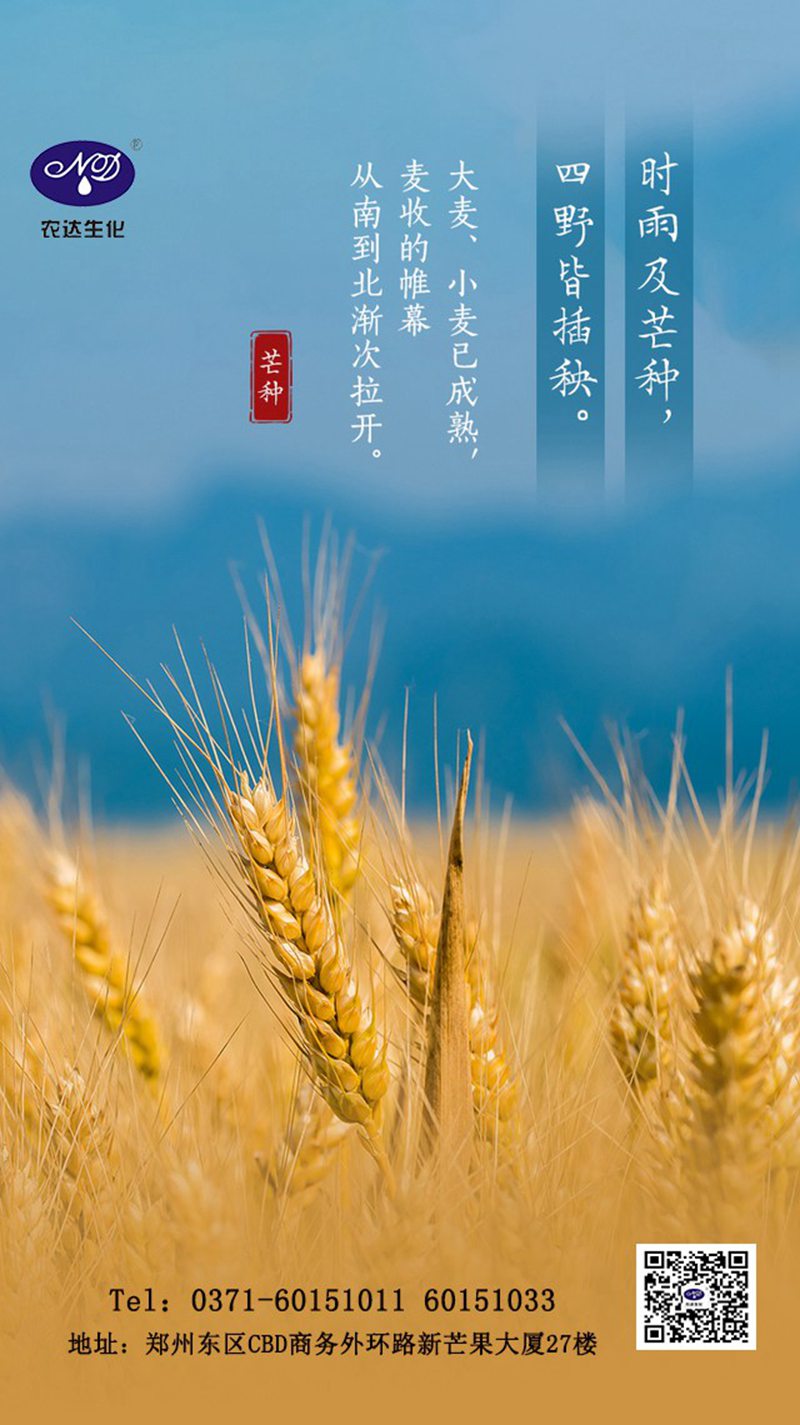 關注農(nóng)時——芒種(圖1)