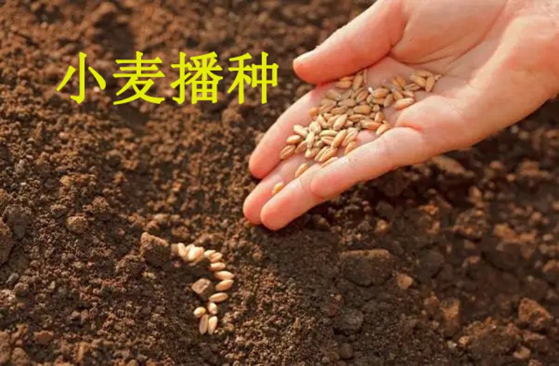 植保知識——冬小麥播種五大關鍵技術(圖1) 植保知識——冬小麥播種五大關鍵技術(圖1)