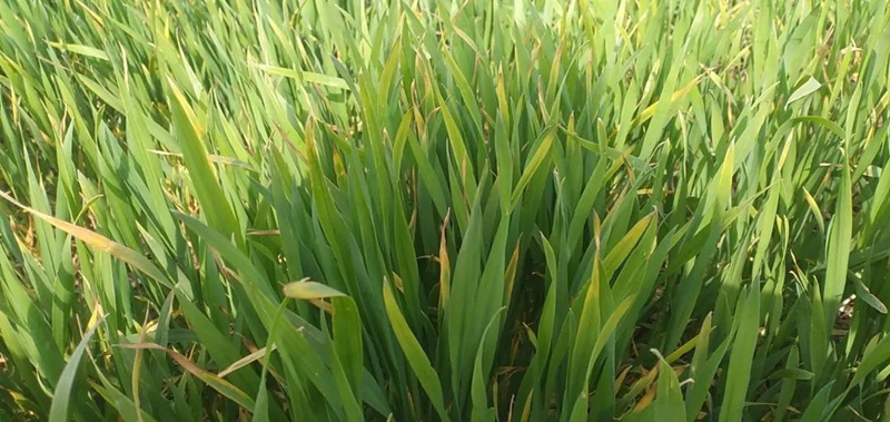 警惕！小麥細菌性條斑??！(圖1)