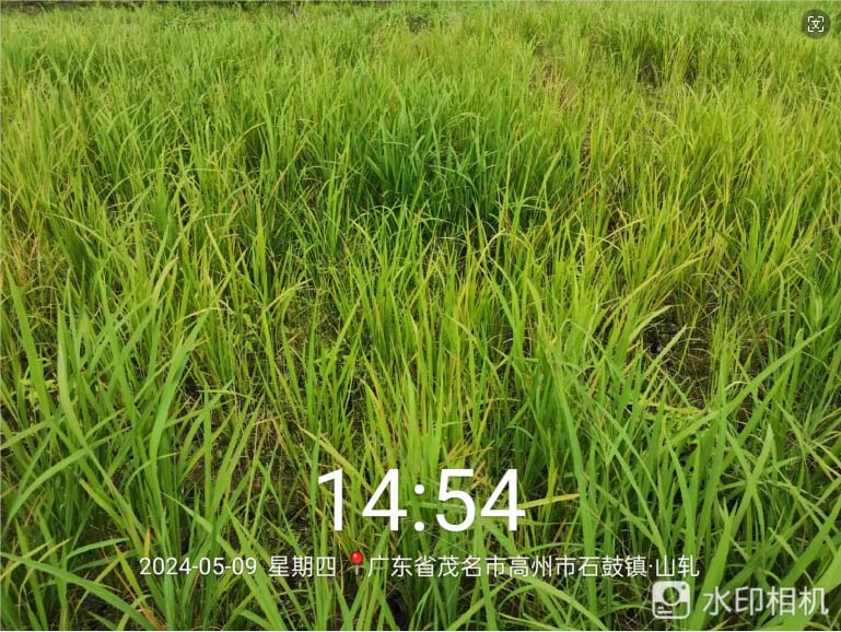 胖丫-大量元素水溶肥在水稻上的效果(圖1)