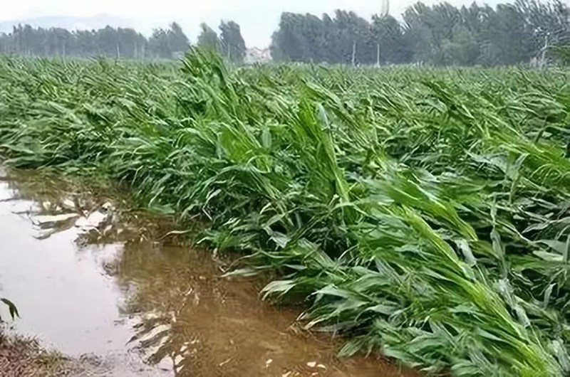 暴雨過后，玉米急需這樣補(bǔ)救！(圖1)
