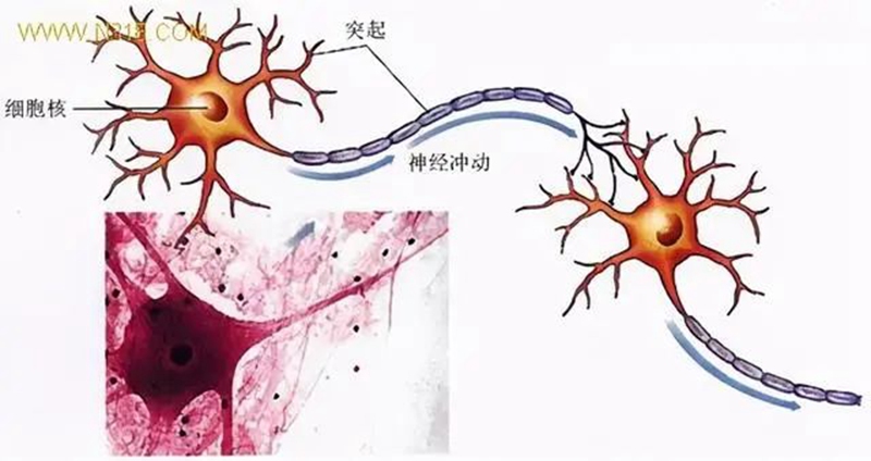 生物農(nóng)藥連續(xù)使用會不會產(chǎn)生抗藥性？(圖1)