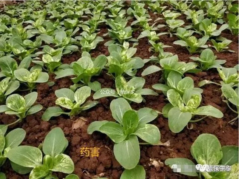 農(nóng)藥成分和含量一模一樣,為啥效果差別那么大?(圖4) 農(nóng)藥成分和含量一模一樣,為啥效果差別那么大?(圖4)
