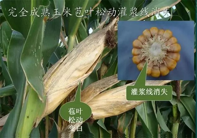 今年小麥要晚種，玉米要晚收！(圖1)