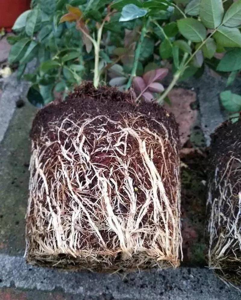 根是植物的命，抓住這幾點，根系粗壯、四通發(fā)達(dá)(圖1)
