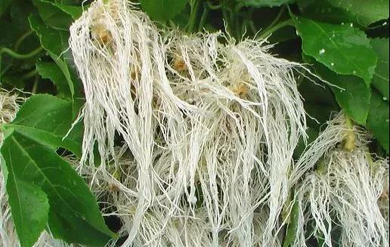 根是植物的命，抓住這幾點，根系粗壯、四通發(fā)達(dá)(圖2)